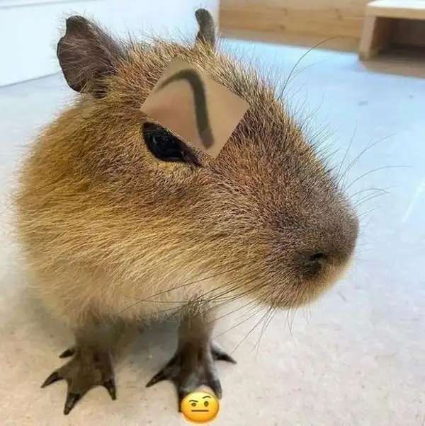 Capybara meme pictures mang đến những khoảnh khắc đáng nhớ Capybara meme pictures mang đến những khoảnh khắc đáng nhớ