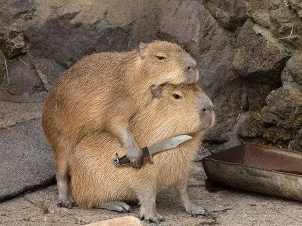Capybara meme cầm dao thể hiện sự hài hước độc đáo Capybara meme cầm dao thể hiện sự hài hước độc đáo