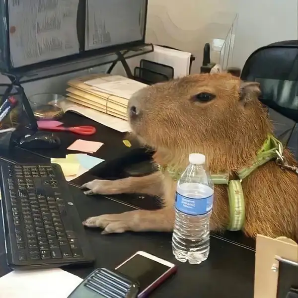 Capybara meme drawing là cách thể hiện sự sáng tạo Capybara meme drawing là cách thể hiện sự sáng tạo