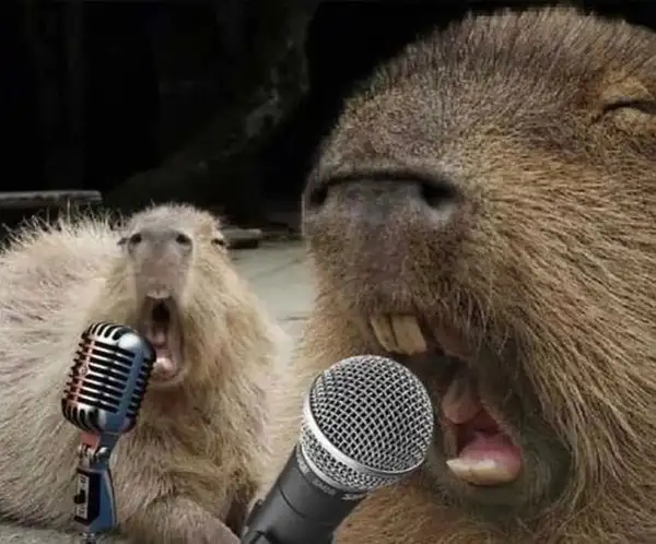 Capybara meme hết mang đến những tiếng cười sảng khoái cho người xem Capybara meme hết mang đến những tiếng cười sảng khoái cho người xem