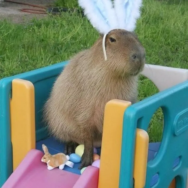 Hình nền capybara meme là lựa chọn thú vị cho điện thoại Hình nền capybara meme là lựa chọn thú vị cho điện thoại