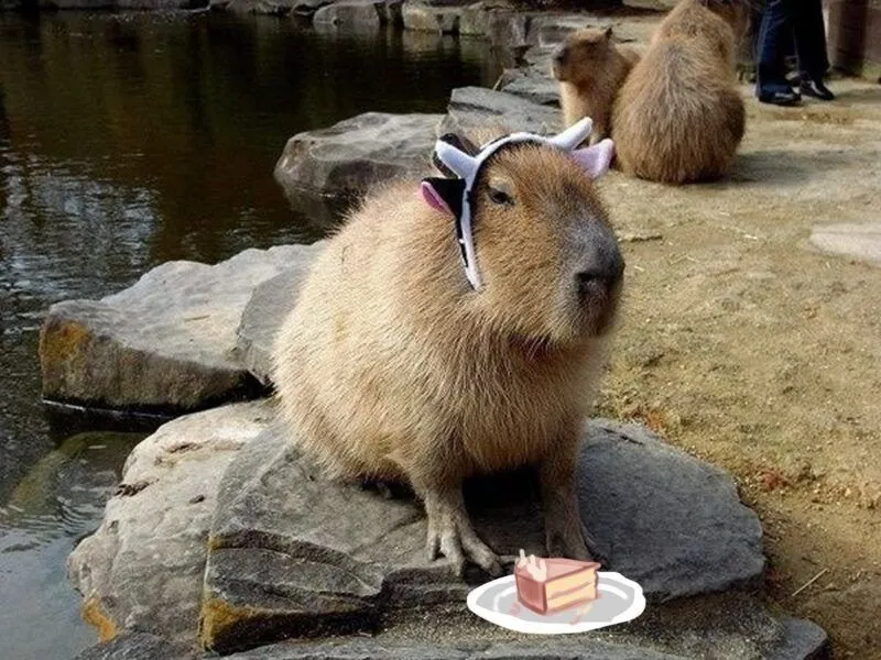 Capybara meme images luôn tạo ra không khí vui tươi Capybara meme images luôn tạo ra không khí vui tươi