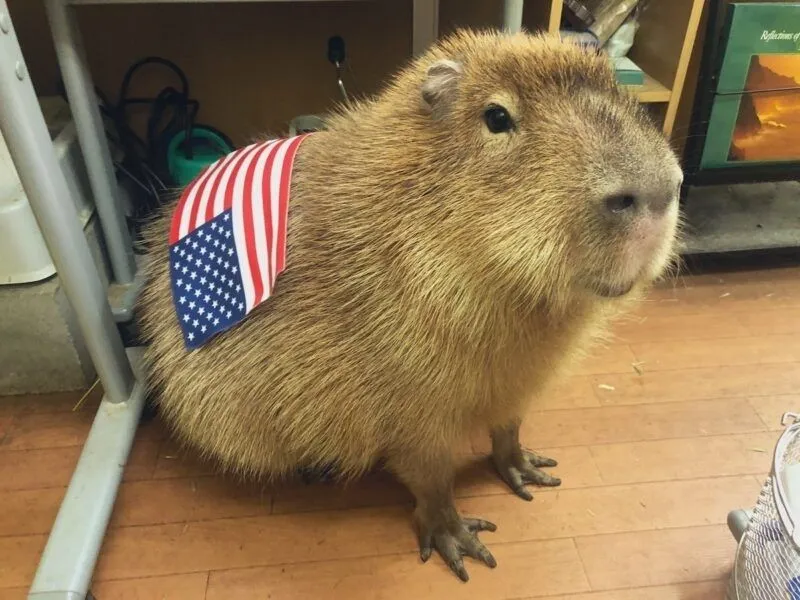 Meme capybara hồng mang đến sự dễ thương cho người xem Meme capybara hồng mang đến sự dễ thương cho người xem