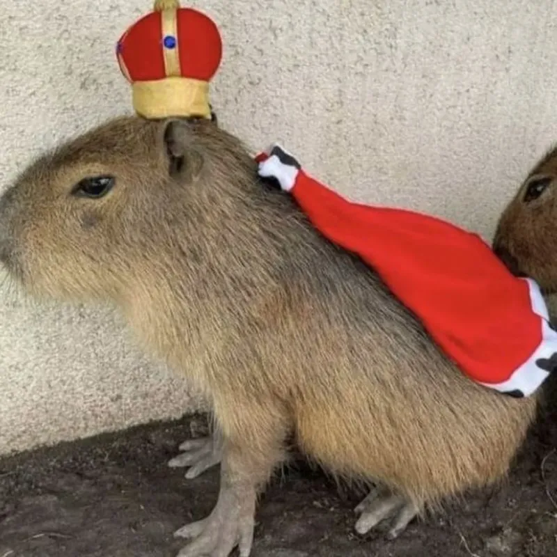 Meme capybara màu hồng luôn khiến người xem thích thú Meme capybara màu hồng luôn khiến người xem thích thú