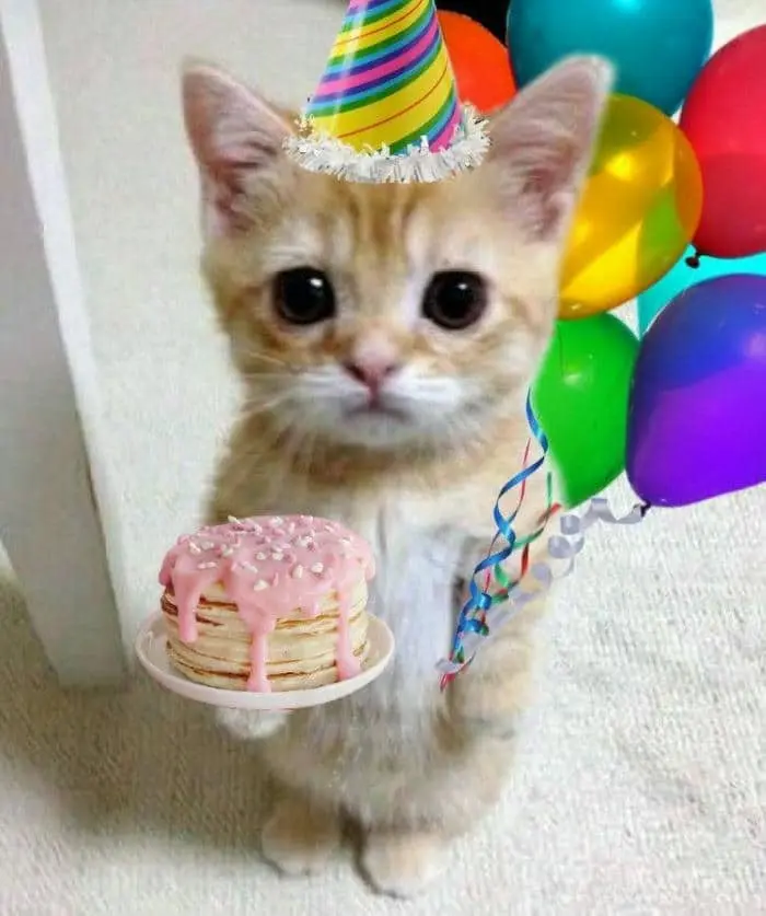 Happy birthday to me meme là cách thể hiện sự tự yêu thương Happy birthday to me meme là cách thể hiện sự tự yêu thương