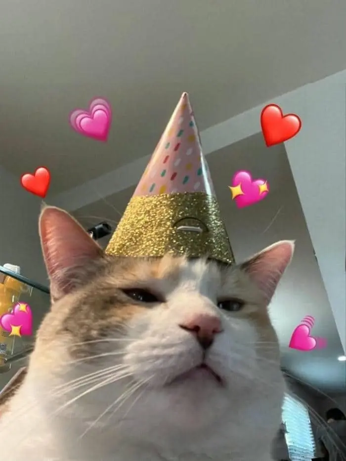 Happy birthday meme mèo mang đến những khoảnh khắc vui vẻ Happy birthday meme mèo mang đến những khoảnh khắc vui vẻ