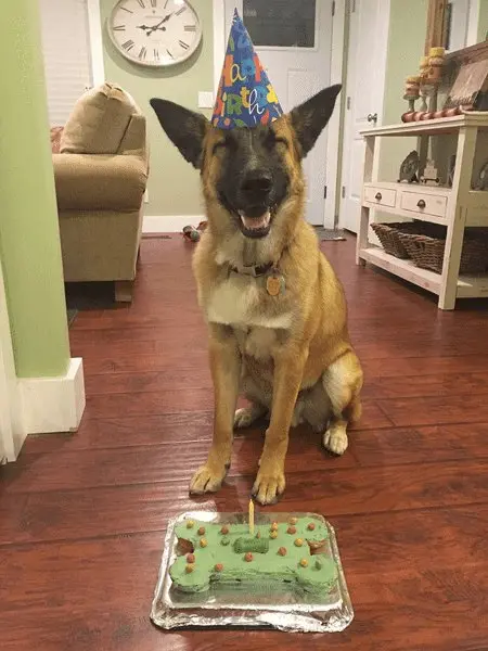 Happy birthday meme cute luôn khiến người xem cảm thấy vui vẻ Happy birthday meme cute luôn khiến người xem cảm thấy vui vẻ
