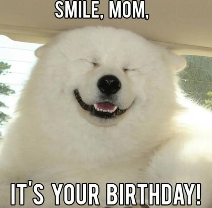 Meme cat happy birthday là hình ảnh đáng yêu cho ngày sinh nhật Meme cat happy birthday là hình ảnh đáng yêu cho ngày sinh nhật