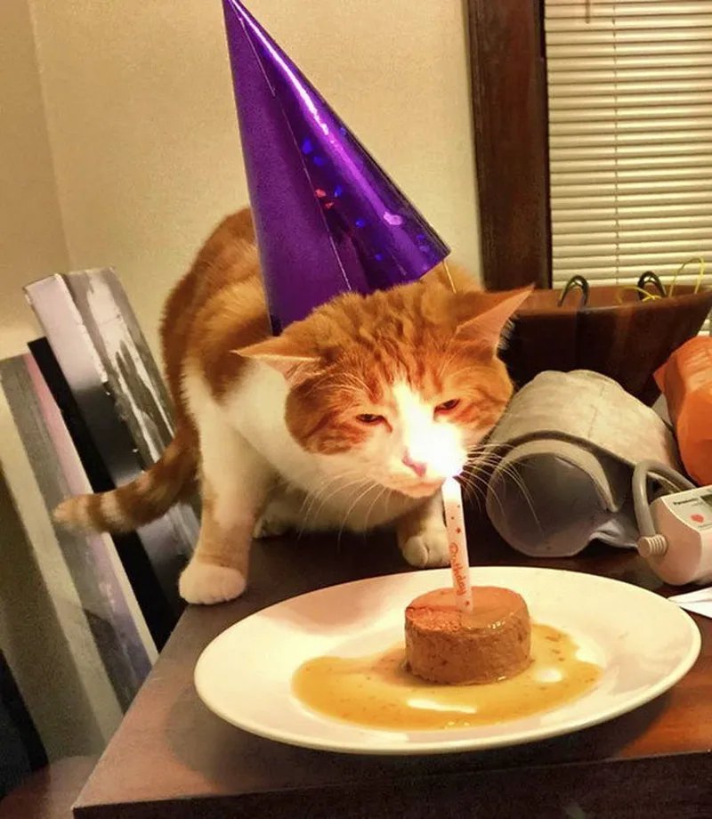 Gif happy birthday meme luôn tạo ra những khoảnh khắc vui vẻ Gif happy birthday meme luôn tạo ra những khoảnh khắc vui vẻ