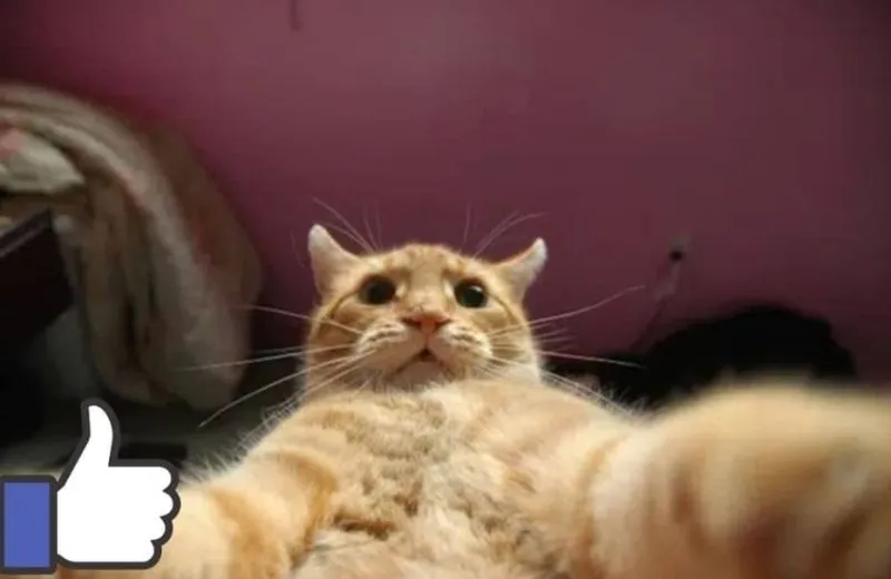 Cat like meme luôn mang đến những khoảnh khắc hài hước và dễ thương Cat like meme luôn mang đến những khoảnh khắc hài hước và dễ thương