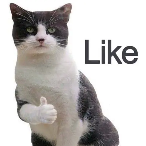 Meme mèo khóc like luôn khiến người xem cảm thấy đồng cảm Meme mèo khóc like luôn khiến người xem cảm thấy đồng cảm