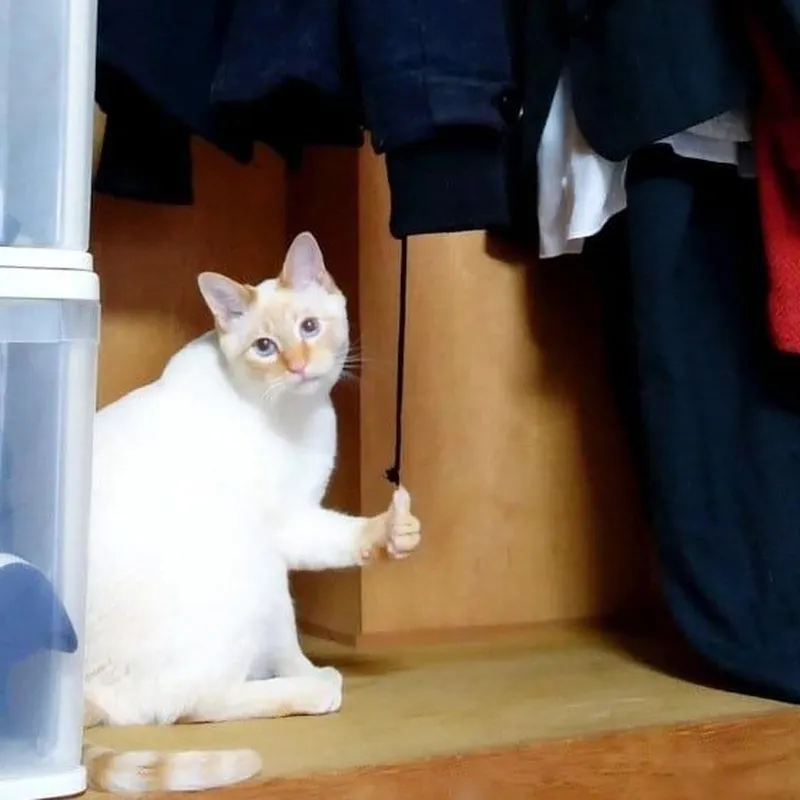 Be like meme luôn khiến người xem cảm thấy vui vẻ và hài hước Be like meme luôn khiến người xem cảm thấy vui vẻ và hài hước