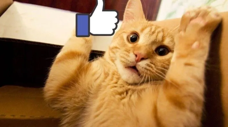 Meme nút like chế luôn khiến người xem cười không ngớt Meme nút like chế luôn khiến người xem cười không ngớt