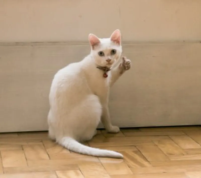 Không giải thích meme là cách thể hiện sự hài hước Không giải thích meme là cách thể hiện sự hài hước