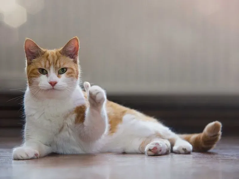 Belike meme là cách thể hiện sự hài hước độc đáo Belike meme là cách thể hiện sự hài hước độc đáo