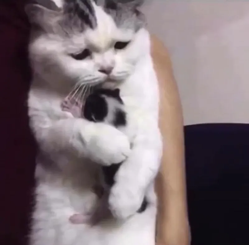 Meme mèo ôm đầu luôn mang đến sự dễ thương và hài hước Meme mèo ôm đầu luôn mang đến sự dễ thương và hài hước
