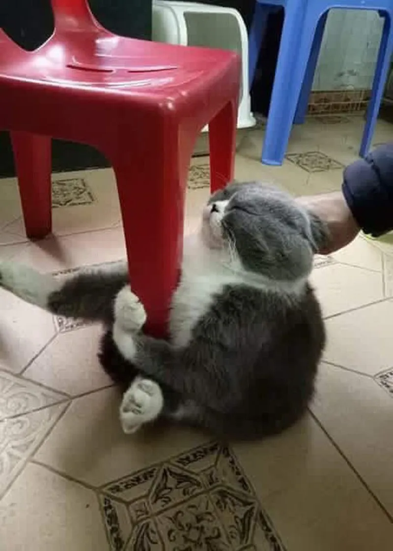 Meme con mèo ôm đầu khiến người xem cảm thấy đồng cảm Meme con mèo ôm đầu khiến người xem cảm thấy đồng cảm