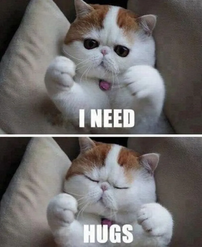 Mèo ôm đầu meme thể hiện những cảm xúc đáng yêu Mèo ôm đầu meme thể hiện những cảm xúc đáng yêu