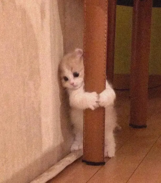 Meme ôm ngủ luôn tạo ra không khí ấm áp và dễ thương Meme ôm ngủ luôn tạo ra không khí ấm áp và dễ thương