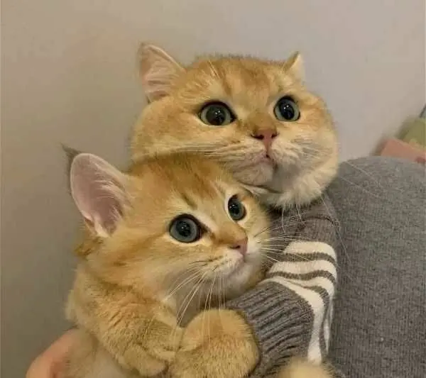 Ôm nhau ngủ meme mang đến sự dễ thương cho người xem Ôm nhau ngủ meme mang đến sự dễ thương cho người xem