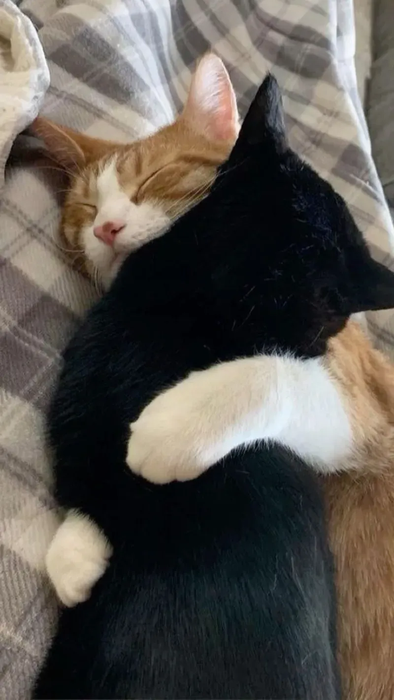 Da đen ôm đầu meme luôn thu hút sự chú ý của người hâm mộ Da đen ôm đầu meme luôn thu hút sự chú ý của người hâm mộ