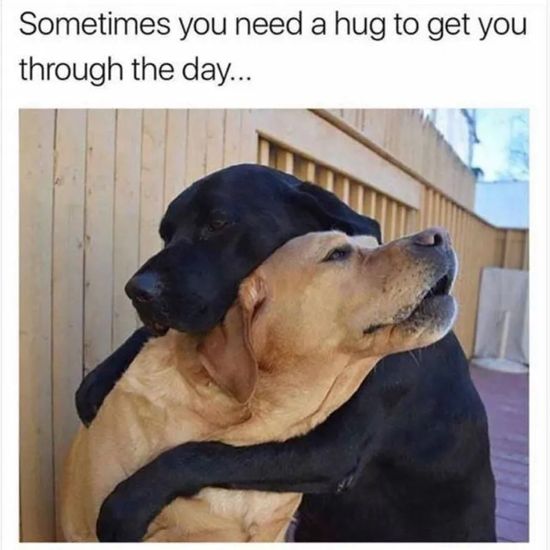 Ảnh meme ôm đầu là hình ảnh đáng yêu cho fan yêu thích Ảnh meme ôm đầu là hình ảnh đáng yêu cho fan yêu thích