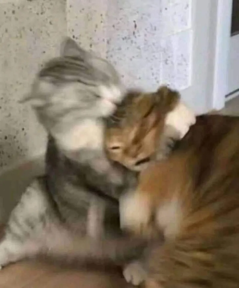 Meme mèo ôm chân thể hiện sự dễ thương và hài hước Meme mèo ôm chân thể hiện sự dễ thương và hài hước