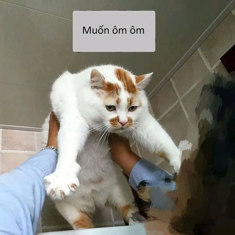 Meme mèo ôm mặt khóc mang đến sự đồng cảm và hài hước Meme mèo ôm mặt khóc mang đến sự đồng cảm và hài hước