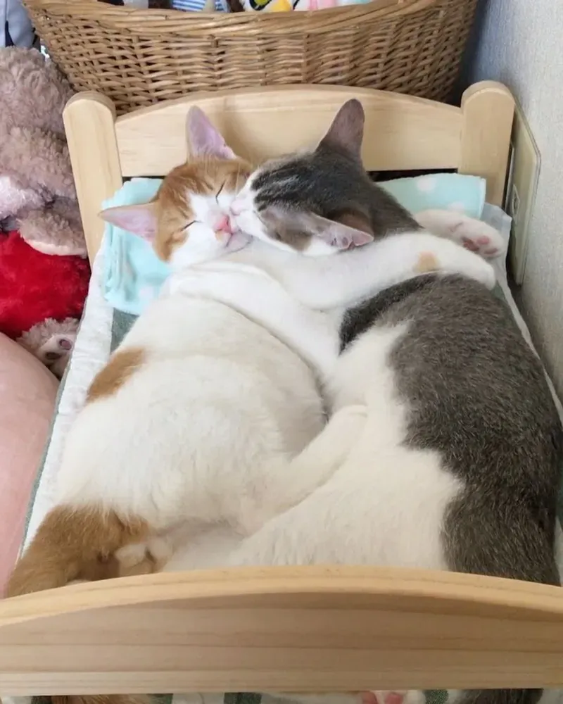 Mèo ôm meme luôn khiến người xem cảm thấy vui vẻ Mèo ôm meme luôn khiến người xem cảm thấy vui vẻ