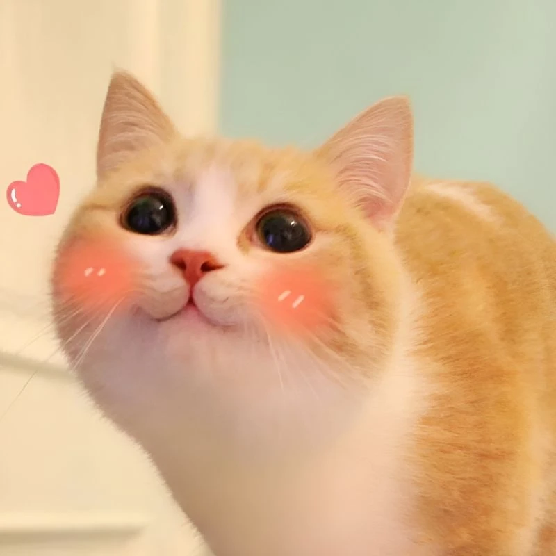 Meme con chó cười mang lại tiếng cười cho mọi người Meme con chó cười mang lại tiếng cười cho mọi người