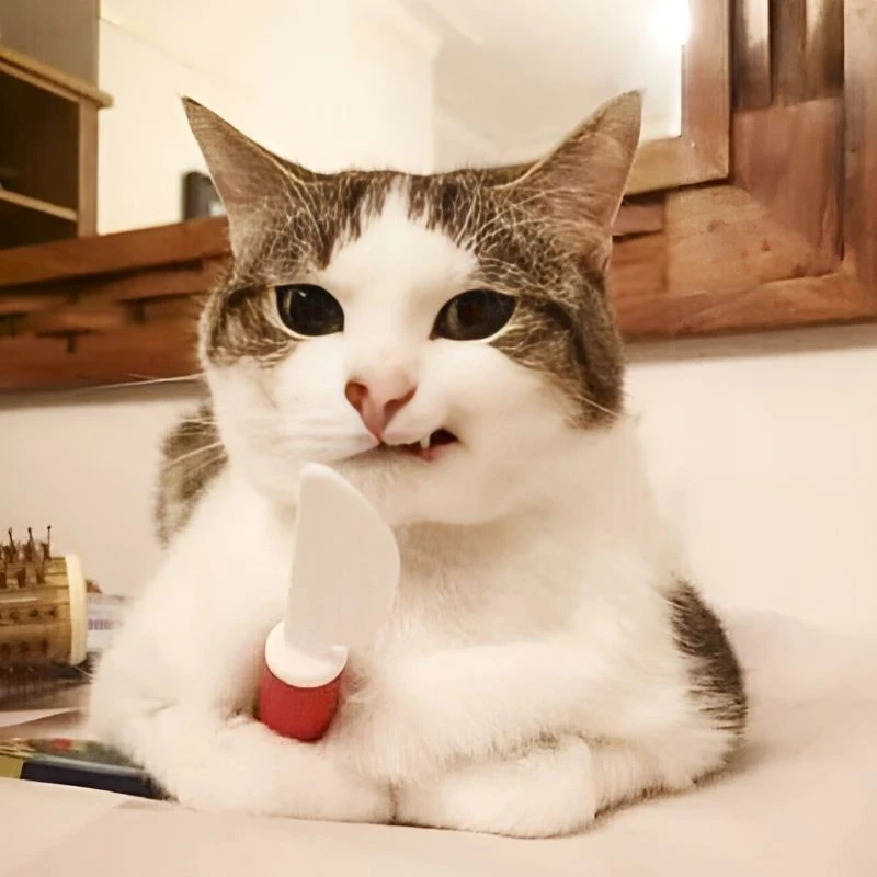 Ảnh meme mèo cười giúp bạn chia sẻ niềm vui Ảnh meme mèo cười giúp bạn chia sẻ niềm vui