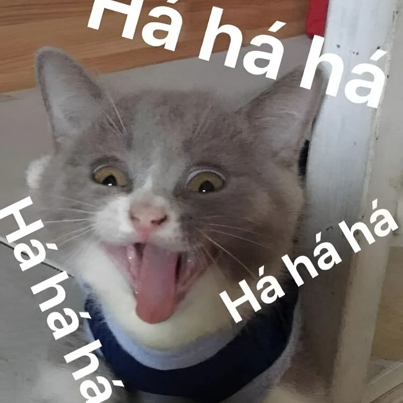 Meme mèo cười haha giúp bạn thư giãn và cười thoải mái Meme mèo cười haha giúp bạn thư giãn và cười thoải mái
