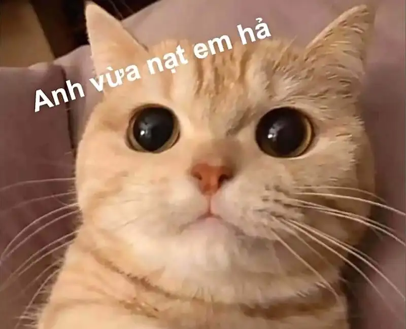 Meme cute giúp bạn thư giãn và cười thoải mái Meme cute giúp bạn thư giãn và cười thoải mái
