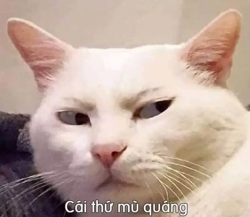 Meme mèo cười cute mang lại niềm vui cho ngày mới Meme mèo cười cute mang lại niềm vui cho ngày mới