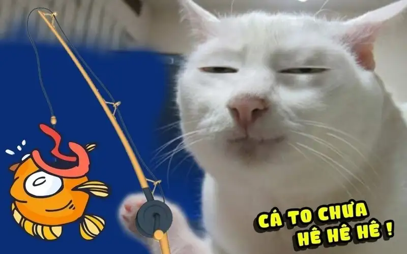Meme con mèo cute giúp bạn thư giãn và cười thoải mái Meme con mèo cute giúp bạn thư giãn và cười thoải mái