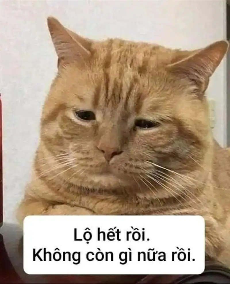 Cute meme mèo cute dễ thương khiến bạn không thể quên Cute meme mèo cute dễ thương khiến bạn không thể quên