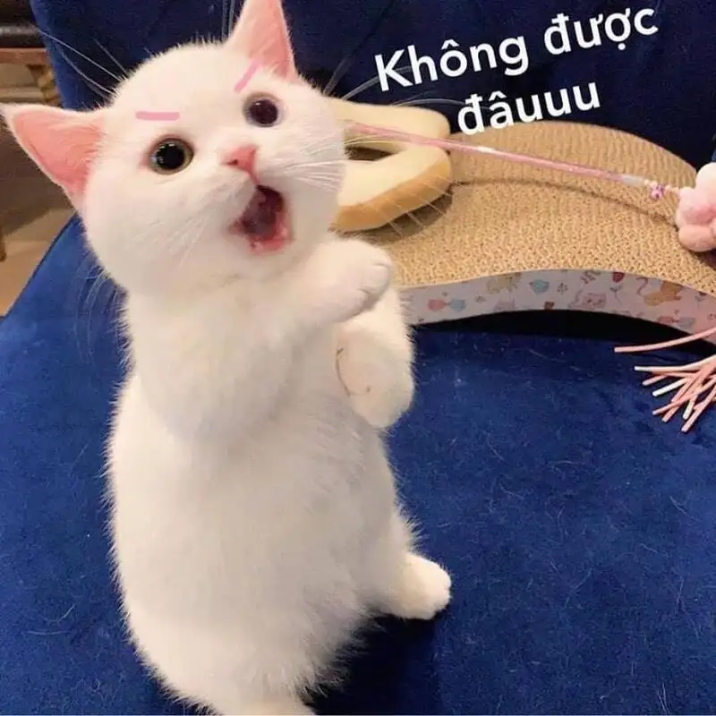 Vô tri meme mèo khóc cute mang lại tiếng cười cho mọi người Vô tri meme mèo khóc cute mang lại tiếng cười cho mọi người