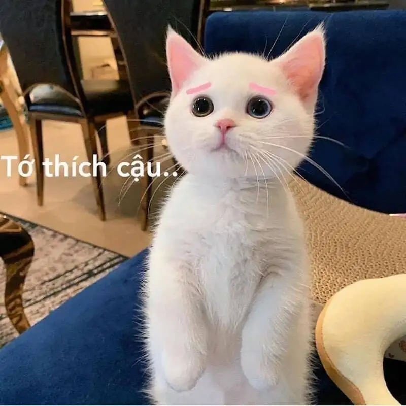 Meme mèo cute cười giúp bạn thư giãn và cười thoải mái Meme mèo cute cười giúp bạn thư giãn và cười thoải mái