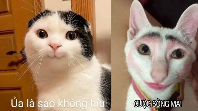 Cute meme mèo tặng hoa dễ thương cho những ai yêu thích Cute meme mèo tặng hoa dễ thương cho những ai yêu thích