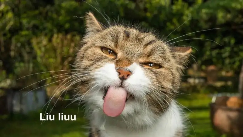 Khóc meme mèo cute khiến bạn cảm thấy đồng cảm Khóc meme mèo cute khiến bạn cảm thấy đồng cảm