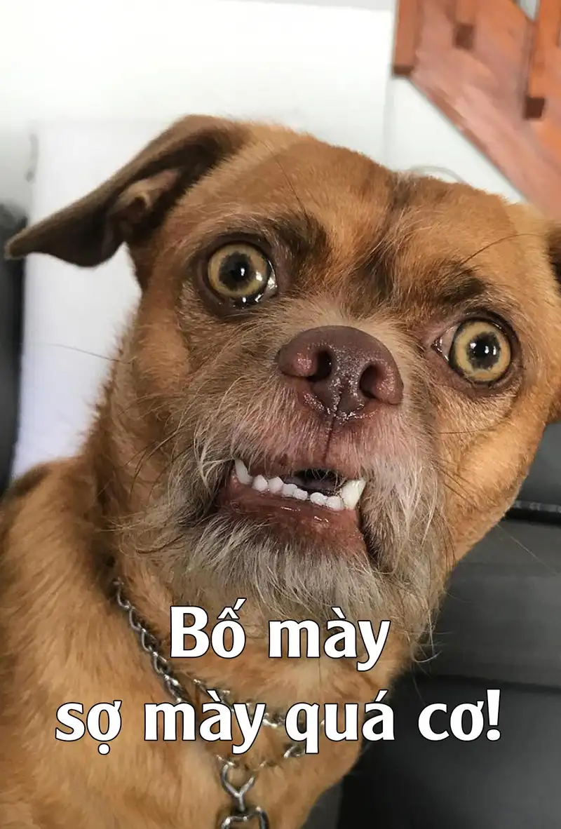 Ảnh mèo cute meme giúp bạn thể hiện sự đáng yêu Ảnh mèo cute meme giúp bạn thể hiện sự đáng yêu