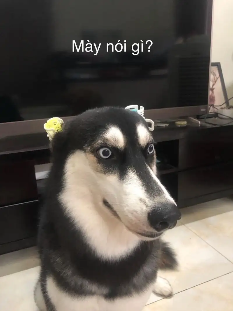 Ảnh meme mèo cute dễ thương khiến bạn không thể quên Ảnh meme mèo cute dễ thương khiến bạn không thể quên
