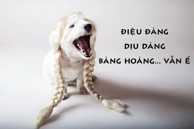 Avatar mèo cute meme mang lại niềm vui cho ngày mới Avatar mèo cute meme mang lại niềm vui cho ngày mới