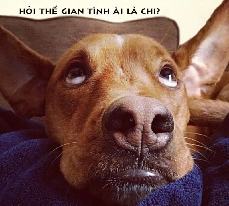 Meme ảnh mèo cute giúp bạn thư giãn và cười thoải mái Meme ảnh mèo cute giúp bạn thư giãn và cười thoải mái