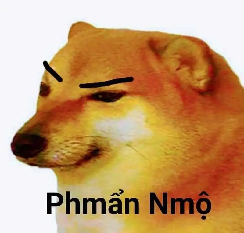 Mèo cute meme dễ thương cho những ai yêu thích Mèo cute meme dễ thương cho những ai yêu thích