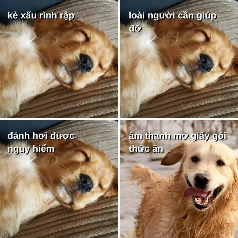 Meme mèo khóc cute khiến bạn cảm thấy đồng cảm Meme mèo khóc cute khiến bạn cảm thấy đồng cảm
