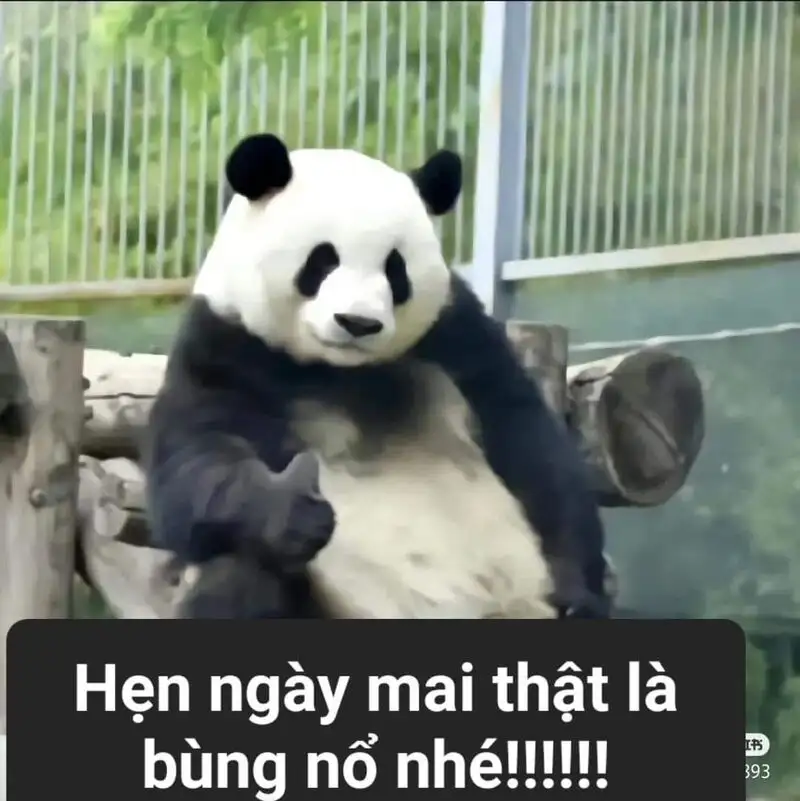 Troll ảnh meme cute mang lại tiếng cười cho mọi người Troll ảnh meme cute mang lại tiếng cười cho mọi người