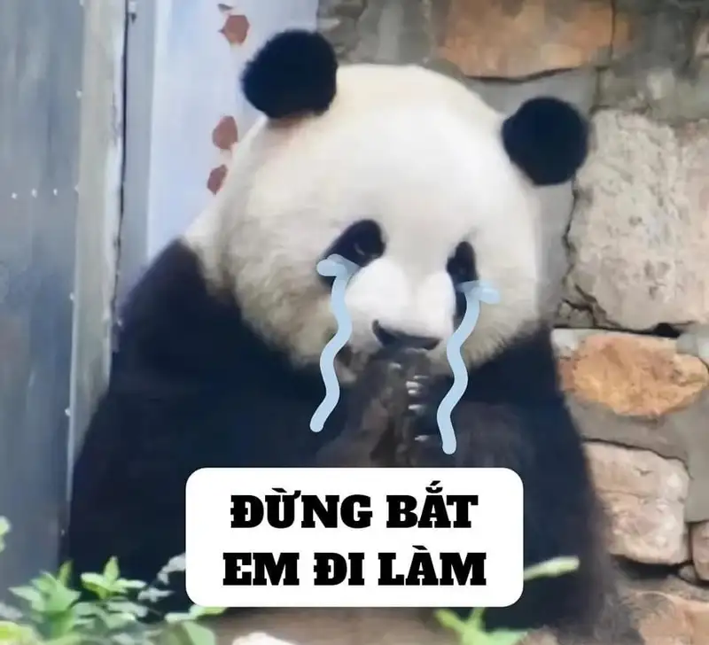 Icon hài hước ảnh meme cute dễ thương cho những ai yêu thích Icon hài hước ảnh meme cute dễ thương cho những ai yêu thích