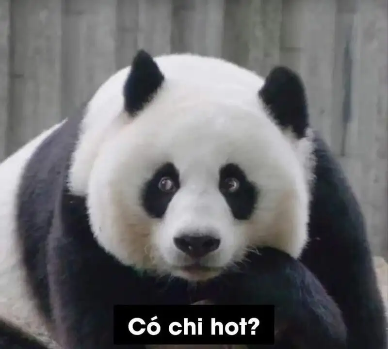 Meme cute hình icon dễ thương mang lại tiếng cười Meme cute hình icon dễ thương mang lại tiếng cười