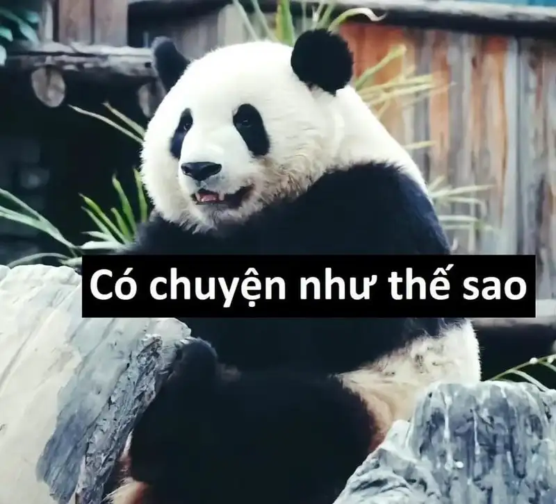 Icon chế ảnh meme cute dễ thương cho những ai yêu thích Icon chế ảnh meme cute dễ thương cho những ai yêu thích